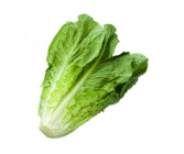 Lettuce/Kass 1Pc (Iran)